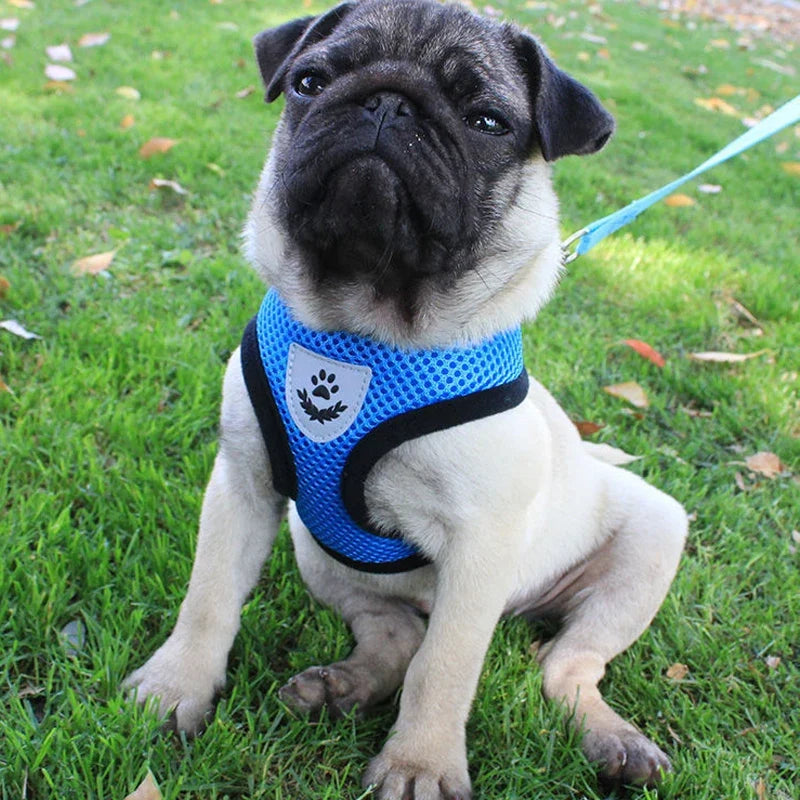 Breathable Mesh Pet Harness with Matching Leash for Cats and Small Dogs