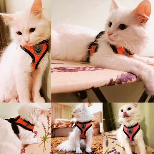 Imbracatura in mesh traspirante per animali con guinzaglio abbinato per gatti e cani di piccola taglia