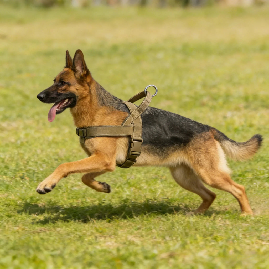 Pettorina regolabile riflettente per cani di taglia grande per passeggiate all'aperto